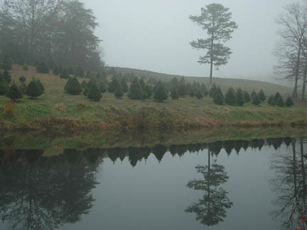 Friendship Forest Christmas Tree Farm: A Great Way to Get Ready For Christmas!