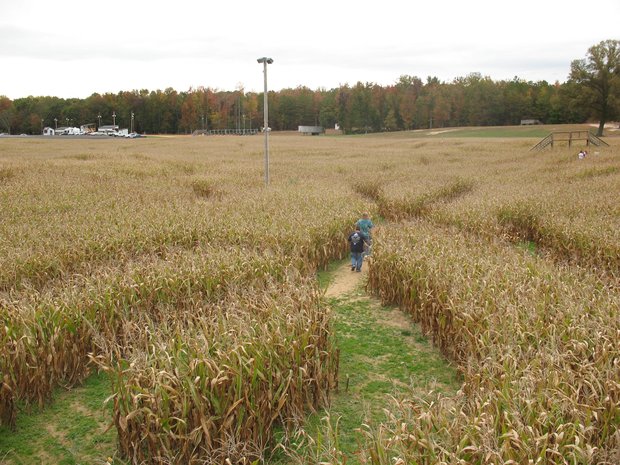 Amber Waves...of Corn?