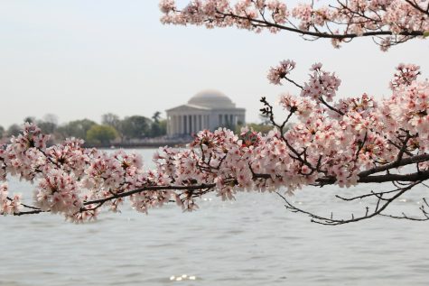 The National Cherry Blossom Festival