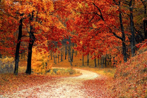 Fall Trees // Image by Pixabay via Pexels.