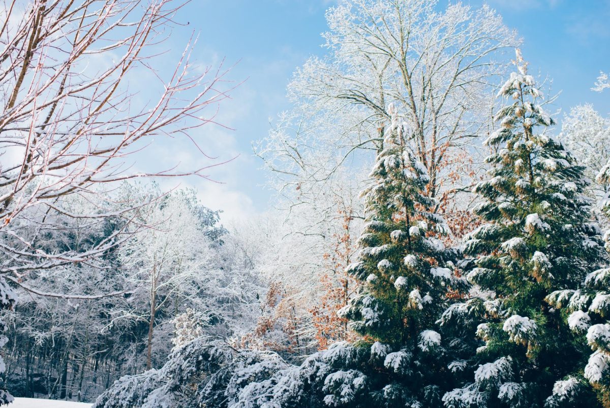 Image+of+trees+dusted+with+snow.+Photo+by+Ian+Schneider+on+Unsplash%0A++