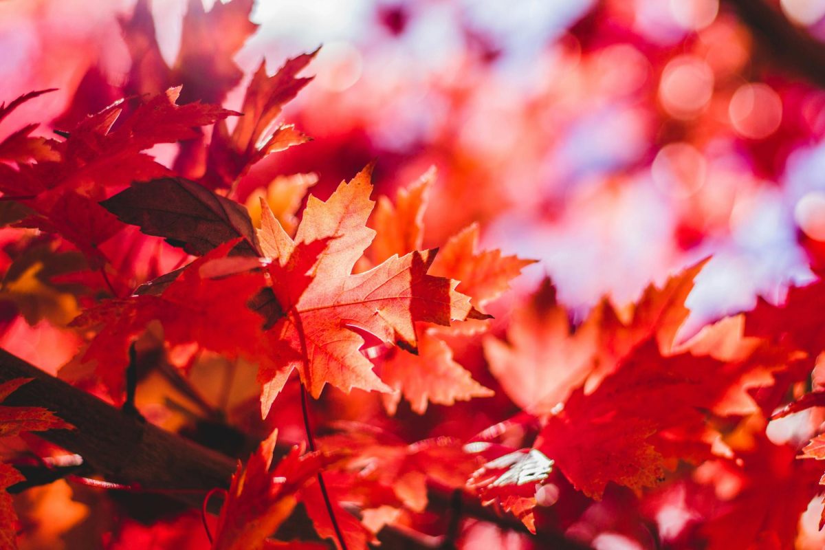 Fall Season Bucket List Activities